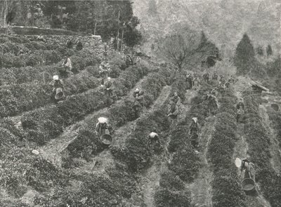 En teplantage utanför staden, Kobe, Japan, 1895. av Unbekannt