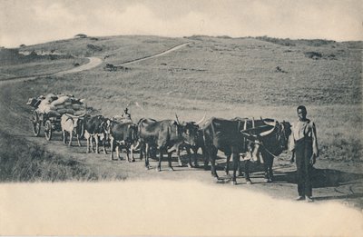 En typisk oxvagn - Sydafrika, tidigt 1900-tal. av Unbekannt