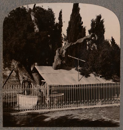 Abrahams Oak nära Hebron, c1900 av Unbekannt