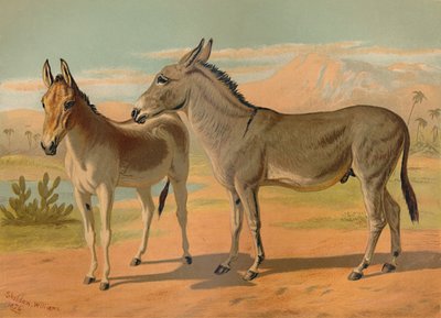 Abessinisk vild manlig röv & kvinnlig indianonager, c1879. av Unbekannt