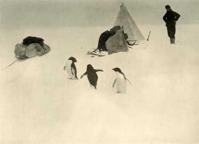 Adelie Penguins besöker ett läger c1908, 1909. av Unbekannt