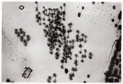 Flygfoto över palmskuggor i den arabiska öknen, från en zeppelinare, 1931 1933 av Unbekannt