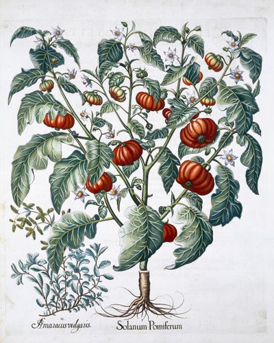 Afrikanska tomat- och mejramväxter, 1613 av Unbekannt