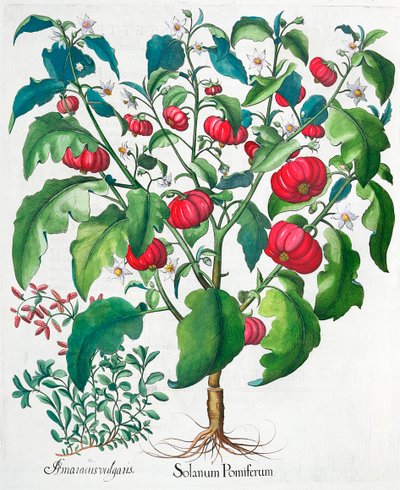 Afrikanska tomat- och mejramplantor, 1613 av Unbekannt