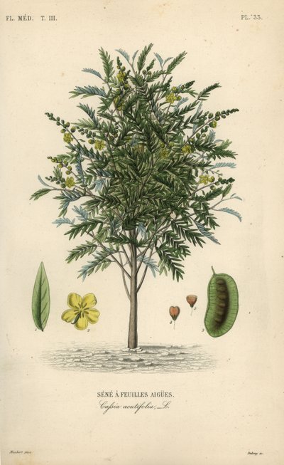 Alexandrisk senna, Senna alexandrina, Cassia acutifolia, Sene a feuilles aigues av Unbekannt