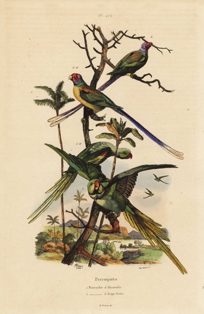 Alexandrine parakit, Psittacula eupatria och långsvansparakit, Psittacula longicauda av Unbekannt