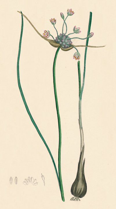 Allium oleraceum var. äkta. Åkervitlök, var. a, 1800-talet av Unbekannt