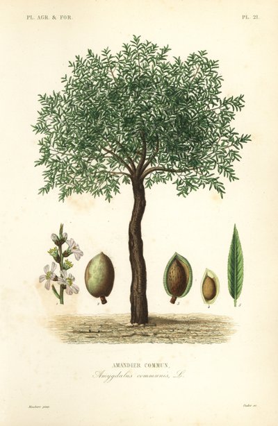 Mandelträd, Prunus dulcis, Vanligt mandelträd av Unbekannt