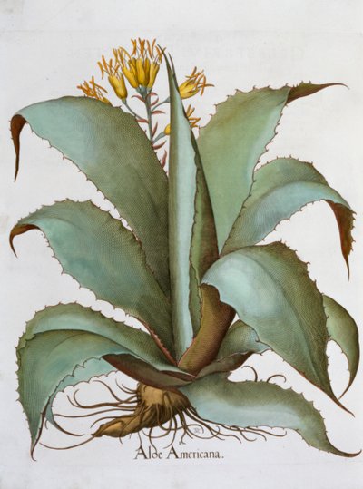 American Aloe Aloe Americana, 1613 av Unbekannt