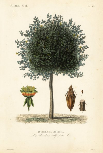 Amerikanskt tulpanträd eller tulpanved, Liriodendron tulipifera, Tulipier de Virginie av Unbekannt