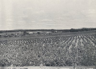 En australisk vingård, 1923. av Unbekannt