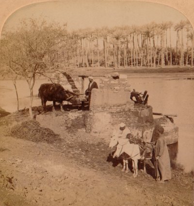 An Egyptian Sakiyeh, Drawing Nile Water for Irrigation, Egypten, 1896 av Unbekannt