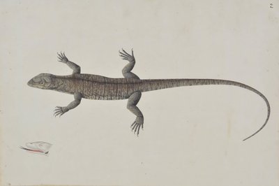 En indisk Bish-Copra Lizard, Ca. 1790. av Unbekannt