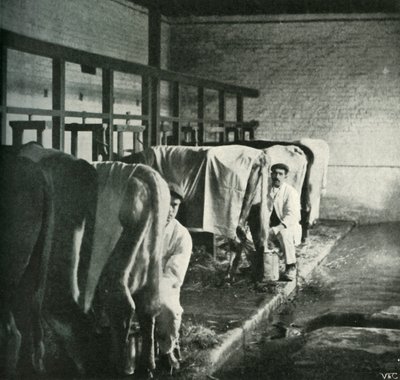 Ett modernt mjölkningsskjul på Walker-Gordon Farm, 1902. av Unbekannt