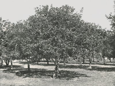 En apelsinlund nära staden, St Augustine, USA, 1895. av Unbekannt