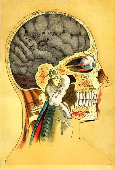 Anatomiskt diagram, huvudet 1905 av Unbekannt