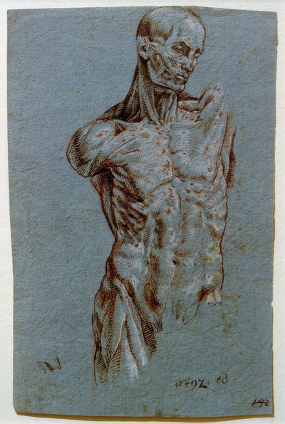 Anatomisk undersökning (Ecorché) av Unbekannt