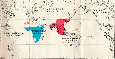 Anthropoidea - VI. Kartfördelning av olika arter Blå och Makakusröd, 1897 av Unbekannt