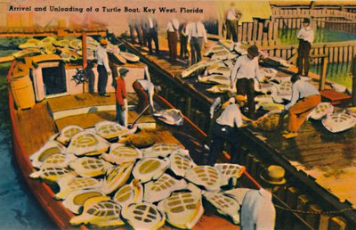 Ankomst och lossning av en sköldpaddsbåt, Key West, Florida, c1940-talet av Unbekannt