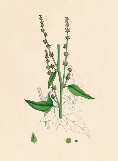 Atriplex Smithii. Smiths Orache, 1800-talet av Unbekannt