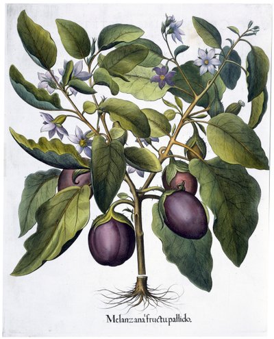 Aubergine, 1613 av Unbekannt