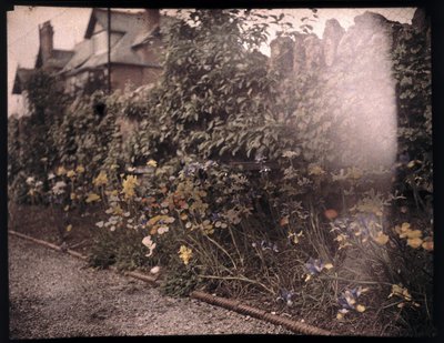 Autochrome of flowers, c 1908 av Unbekannt