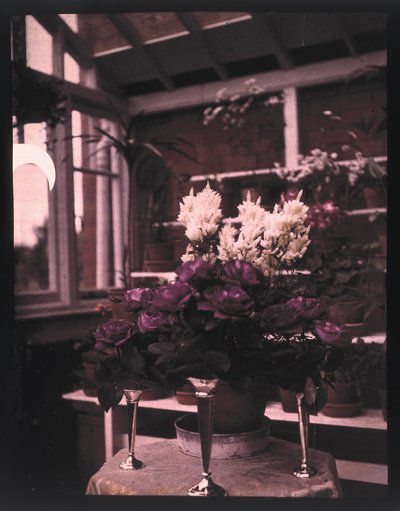 Autokrom av rosa rosor i en silvervas i ett växthus, c 1910 av Unbekannt