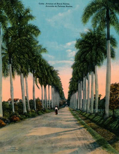 Avenue of Royal Palms, Kuba, c1920 av Unbekannt