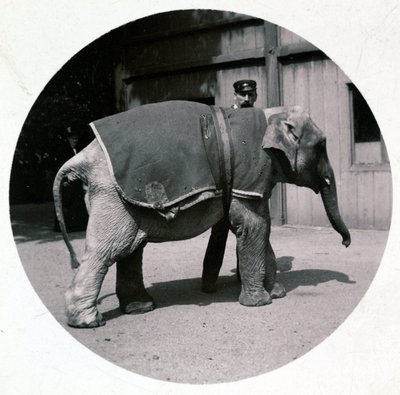 "Elefantbebis på djurparken", vers 1890 av Unbekannt