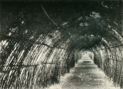 Bamboo Avenue vid Barrackpore, 1904, 1925. av Unbekannt