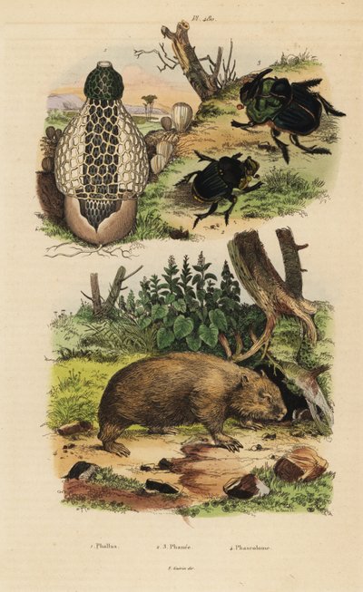 Bambusvamp, Phallus indusiatus 1, scarab dyngbaggar, Coprophanaeus ensifer 2 och skådespelerskorna Diabroctis 3, och vanlig vombat, Vombatus ursinus 4 av Unbekannt