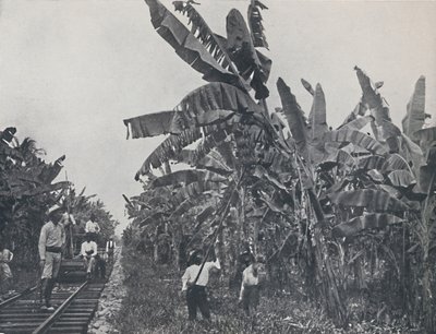 Bananplantage, 1924 av Unbekannt