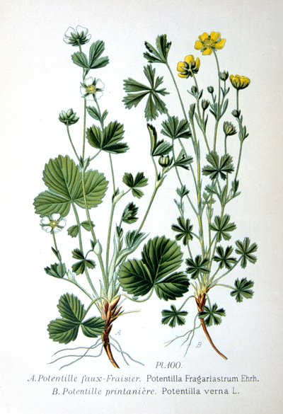 Karg jordgubbs- och vårsilver, 1893 av Unbekannt
