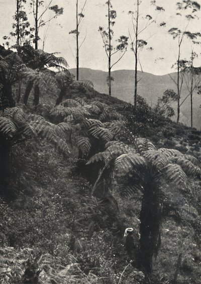 Baumfarne Alsophila komet u. a., 1926 av Unbekannt