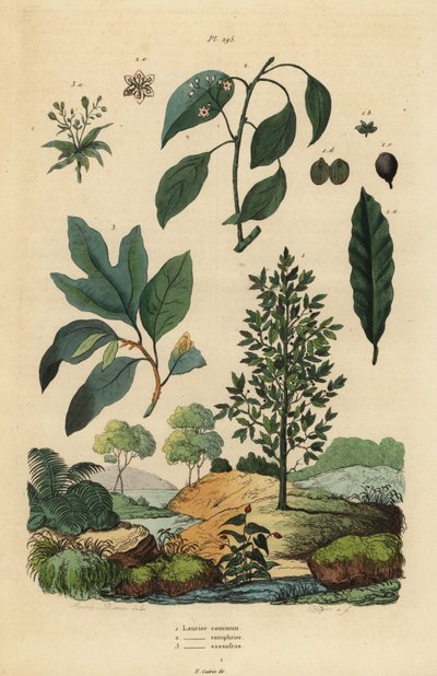 Vik lager, Laurus nobilis 1, kamferträd, Cinnamomum camphora 2 och sassafras, Sassafras albidum 3 av Unbekannt
