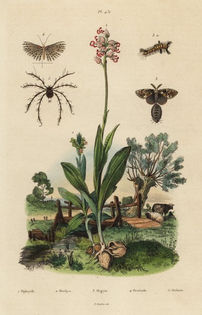 Biorkidé, Ophrys apifera 1, aporkidé, Orchis simia 2, rostig tussfjäril, Orgyia antiqua 3, tjugofjäril, Alucita hexadactyla 4 och Oribata geniculata kvalster 5 av Unbekannt