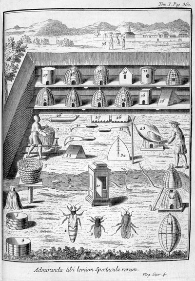 Biodling, 1775 av Unbekannt