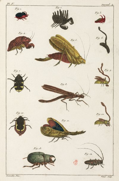 Skalbaggar och andra insekter, Sydamerika av Unbekannt