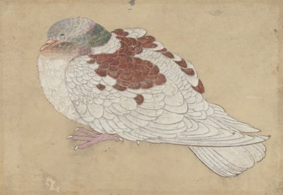 Fågel, 1700-tal. av Unbekannt