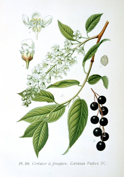 Fågelkörsbär, 1893 av Unbekannt