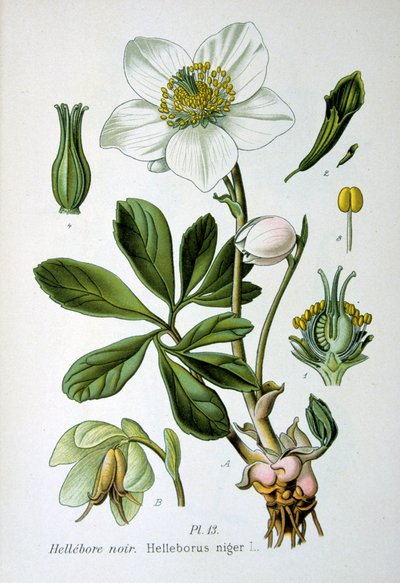 Svart hellebora, 1893 av Unbekannt