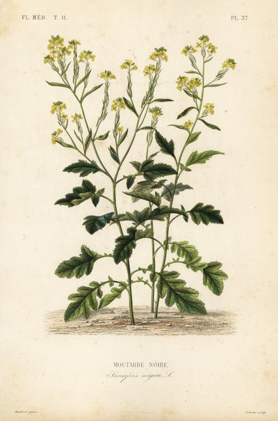Svart senap, Brassica nigra, Sinapis nigra, Svart senap av Unbekannt