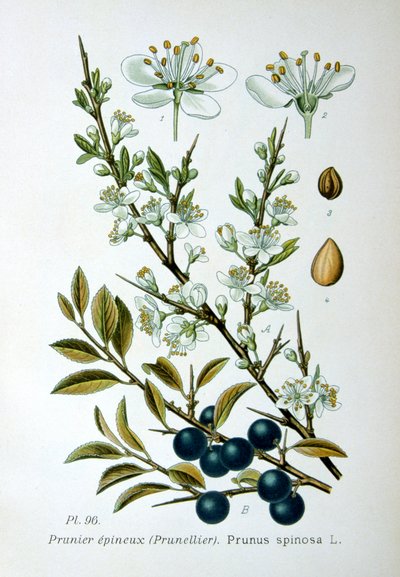 Svarttorn, 1893 av Unbekannt