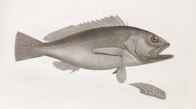 Bok: "Beskrivning av Egypten eller samling av observationer och forskning som gjordes i Egypten under den franska arméns expedition" Publicerad på order av hans majestät kejsaren Napoleon den store av Unbekannt