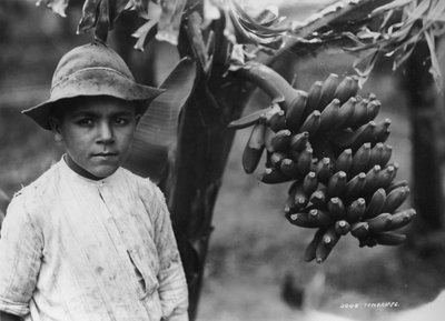 Pojke med bananer som växer på ett träd, Teneriffa, Kanarieöarna, Spanien, c1920-c1930s av Unbekannt