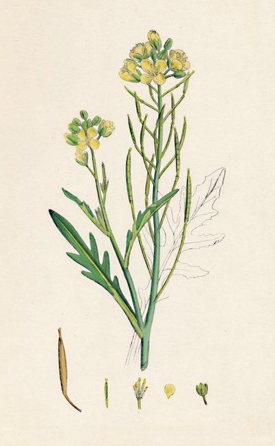 Brassica tenuifolia. Väggraket, 1800-tal av Unbekannt