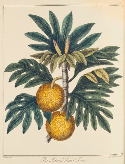 Artocarpus skuren brödfrukt, c1798 av Unbekannt