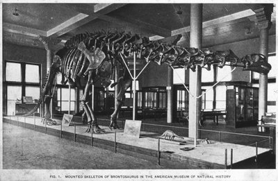 Brontosaurus skelett, American Museum of Natural History, New York, USA, tidigt 1900-tal av Unbekannt
