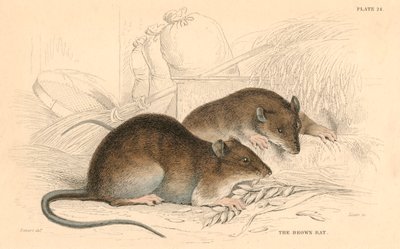 Brunråtta Rattus rattus, 1828 av Unbekannt