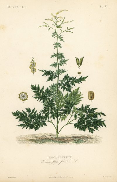Bugbane eller cohosh, Actaea cimicifuga, Cimicifuga foetida, Cimicaire fetide av Unbekannt